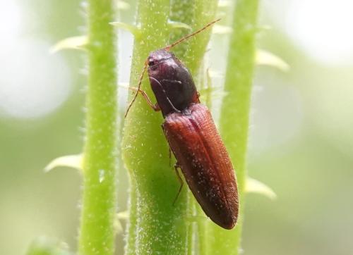 Réf. 326 564 : Athous sp.